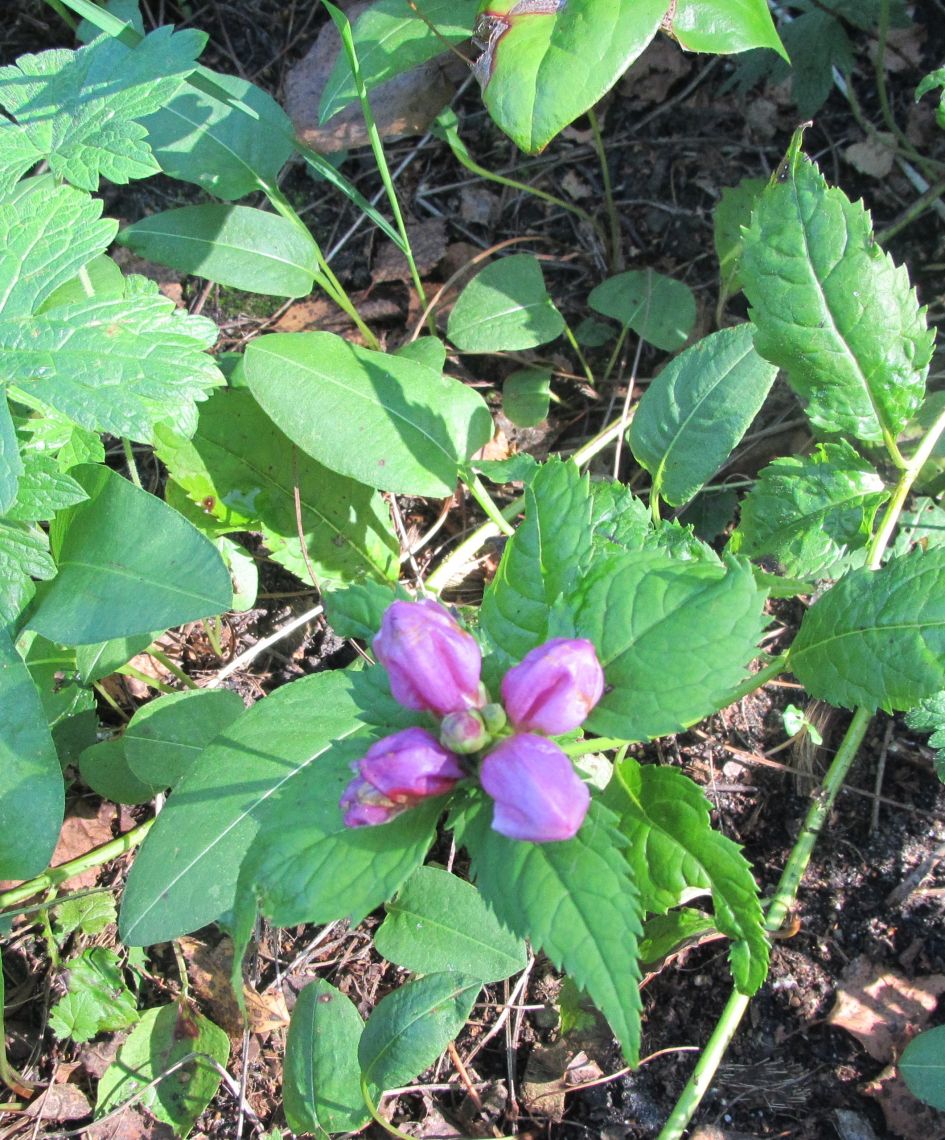 bolle vierdelige  paarsrode bloemetjes